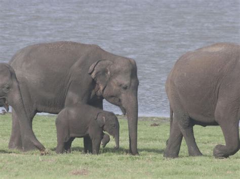 Sri Lankan Elephant Species Wwf