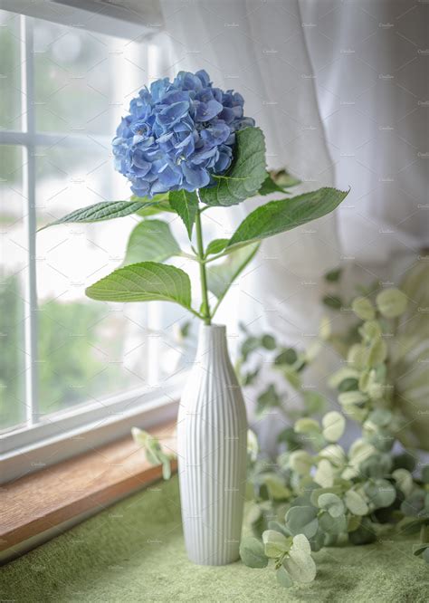Single Hydrangea Bloom In Vase ~ Nature Photos ~ Creative Market