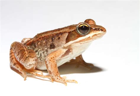 Frogs Natural Antifreeze To Survive Freezing Blogionik