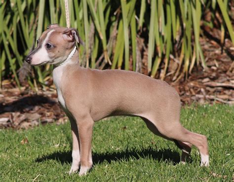 Italian Greyhound The Breed Archive