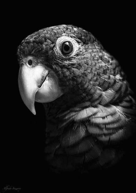 A Black And White Photo Of A Parrot S Head With An Intense Look On Its Face