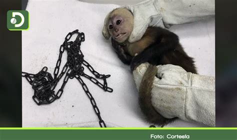 Rescatan Mono Cariblanco Que Estaba Encadenado En Vivienda De Cocorná