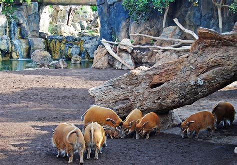 Piara De Potamoqueros Rojos Herd Of Red River Hogs Red River Hog Zoo