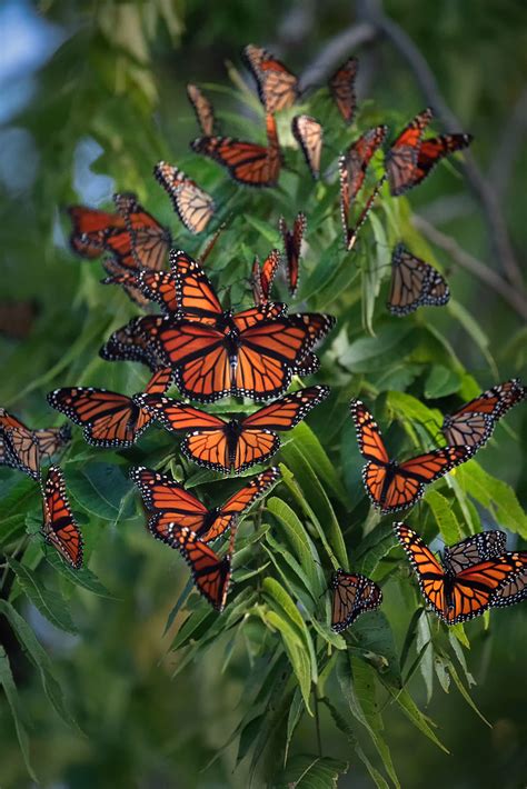 Wings Migrating Monarchs In Minnesota Ernie Vater Flickr