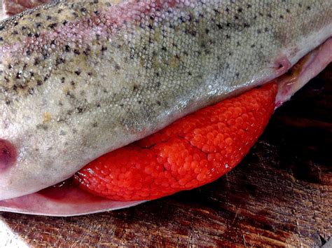 Maybe you would like to learn more about one of these? Uova di trota, come cucinare le uova di trota fresche