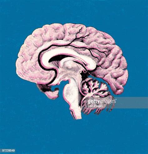 Cross Section Of The Brain Photos And Premium High Res Pictures Getty