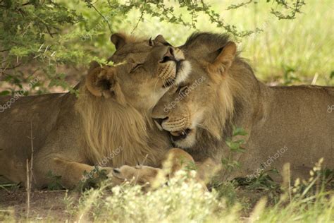 Lions Kissing Each Other — Stock Photo © Piccaya 5203082