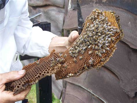 Take christmas cactus cuttings as part of your yearly pruning schedule. Taking bees from unusual places - Ecodiy DIY eco-house