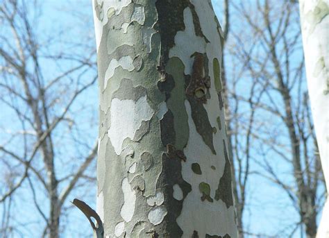 We did not find results for: Tree of the Month - American Sycamore | Arborscapes ...