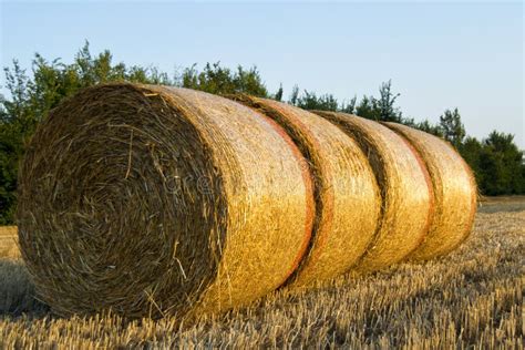 Hay Bale In Field Rural Image At The End Of Wheat Cultivation Stock
