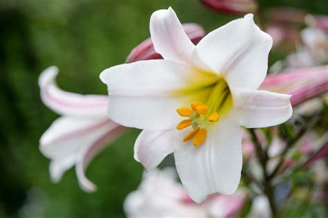Keyword For Lily Flower Plant