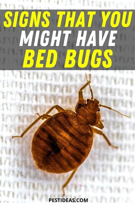 Signs That You Might Have Bed Bugs In 2020 Bed Bugs Signs Of Bed