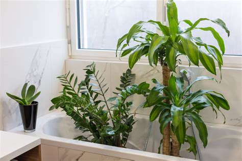 Tall Indoor Plants That Are Beautiful And Easy To Maintain