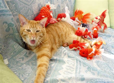 Cat and goldfish by demetyoubi on DeviantArt