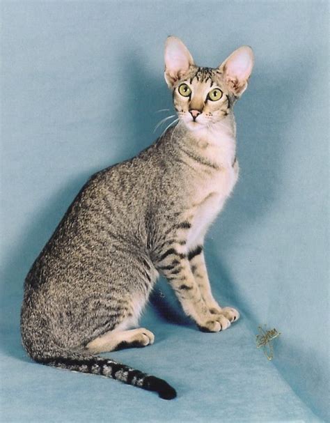 catlist oriental shorthair kittens