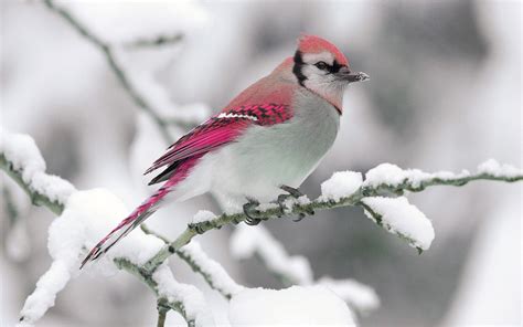 Cardinal Birds In Snow Wallpaper 47 Images