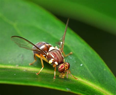 Unfortunately many government agencies like the nih are cutting funding for model organism research massively in favor of human only research (most of which is built. Bactrocera tryoni - Wikipedia