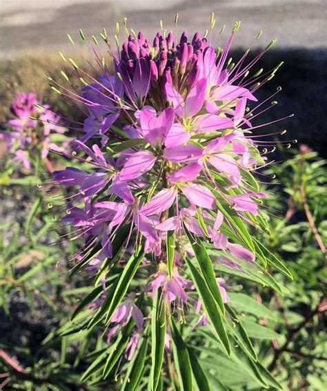 Uswildflowers database state list for michigan. The best native plants for native bees | Plants, Native ...