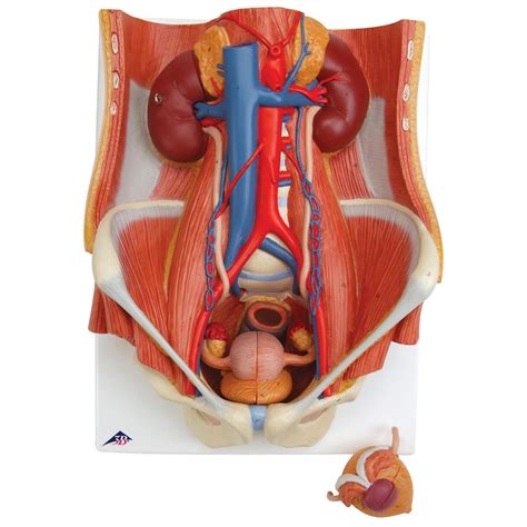 3b Dual Sex Urinary System Urinary System Human Anatomy Biology