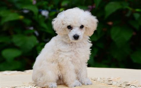 Miniature Poodle Puppies Breed Information And Puppies For Sale