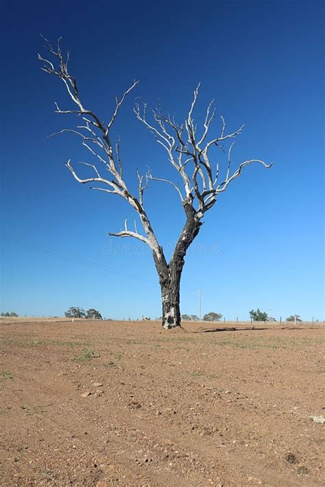 Dead Tree During Drought In Australia Stock Image Image Of