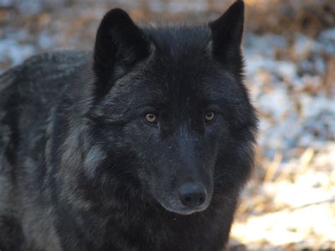 Pin By Danielle Thorpe On ♥♥ Black Wolves ♥♥ Black Wolf Wolf Dog