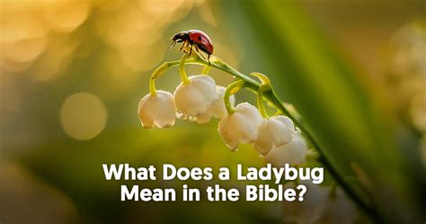 What Is The Spiritual Meaning Of Ladybugs Mysticsense