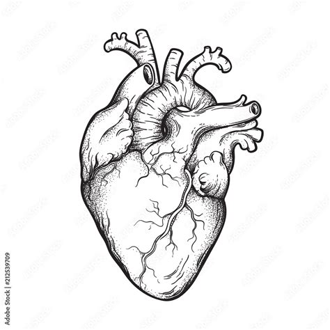 Human Heart Anatomically Correct Hand Drawn Line Art And Dotwork Flash Tattoo Or Print Design