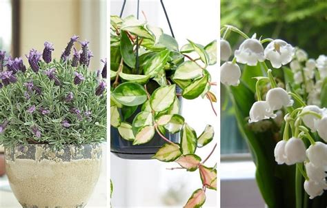 Check spelling or type a new query. 10 Best Smelling Fragrant Indoor Plants You Must Grow