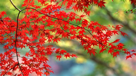 Autumn Leaves Wallpaperhd Nature Wallpapers4k Wallpapersimagesbackgroundsphotos And Pictures