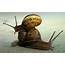 Snails Wallpapers  Pets Cute And Docile