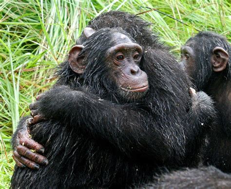 10 Ways Chimps And Humans Are The Same