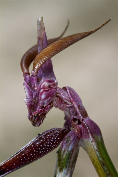 Photo Of An Empusa Mantis By Carlos Barriuso Basically A Real Life