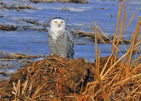 Snowy Owl Facts And Adaptations Bubo Scandiacus Scandiaca