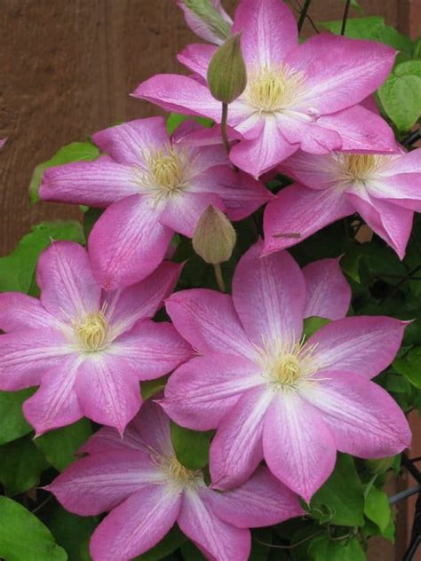 Maybe you would like to learn more about one of these? 20 Different Types of Clematis Flowers