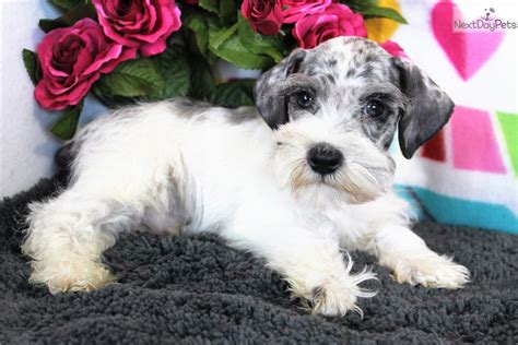 How many puppies can a schnauzer have? Schnauzer, Miniature puppy for sale near Denver, Colorado | dd59c402-6ac1