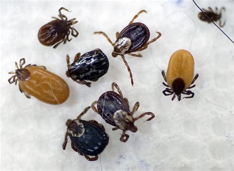 Theyre Back Numbers Of Ticks Are High Across New England