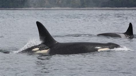 Southern Resident Orca Population Drops With 3 Deaths 2 Births