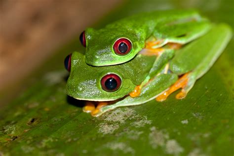 Filered Eyed Tree Frog Agalychnis Callidryas 2
