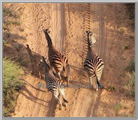 Golden Zebra For Sale Goue Zebras Te Koop Wildlife South Africa