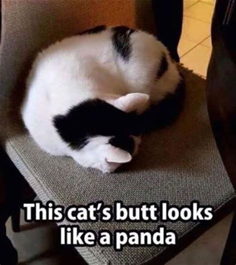 Cats Butt Looks Like A Panda Luvbat