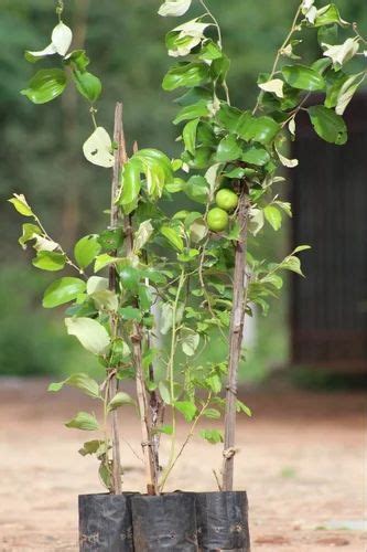 Well Watered Green Apple Ber Plant For Fruits At Rs 80piece In Agra Id 2849255093812