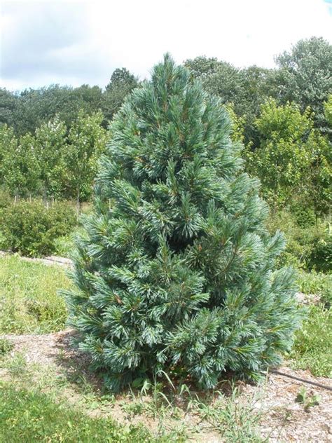 Pinus flexilis vanderwolf's pyramid preferuje gleby wilgotne, ale dobrze zdrenowane. Nevadai Cirbolyafenyő 30cm "Pinus Flexilis Vanderwolf's ...