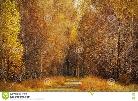 Dirt Road Among Birch Autumn Forest Stock Image Image Of Nature