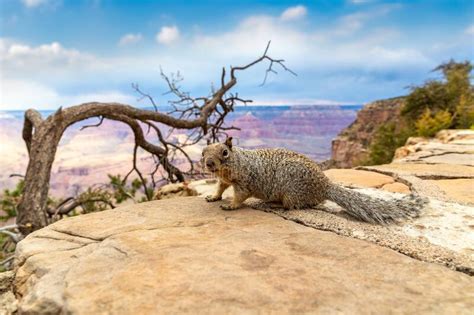 Squirrel At Grand Canyon Stock Photo Image Of States 263123746