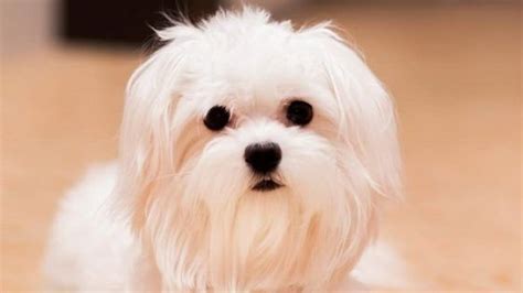 30 Best Maltese Haircuts For Dog Lovers Page 2 The Paws Maltese