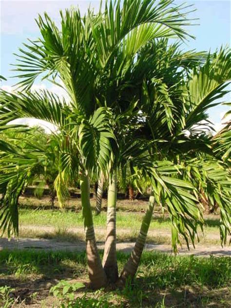 Adonidia Palm Adonidia Merrillii Palmco Wholesale Palms Florida