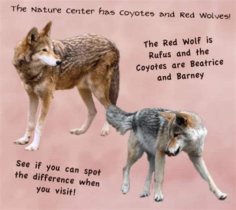Red Wolf Facts Food Biology Behavior And More