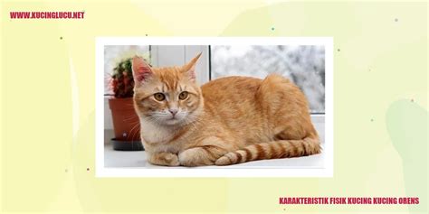 Kucing Orens Pesona Dan Keunikan Kucing Dengan Bulu Orange Kucing