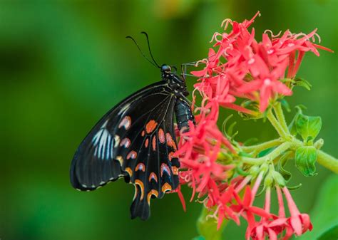 Wallpaper Butterfly Flower Insects Free Pictures On Fonwall